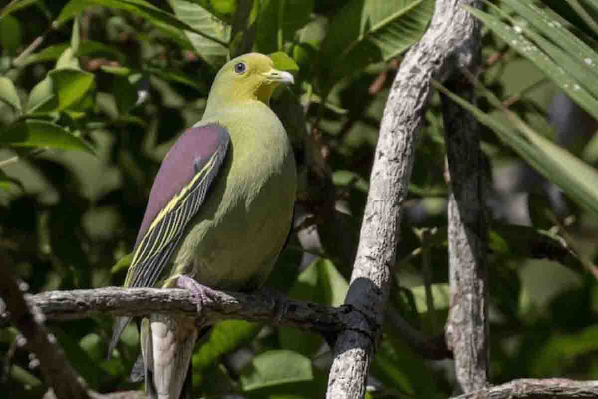 Sri Lankan Endemic birds | Birds of the Region | Look Lanka Tous - Best ...