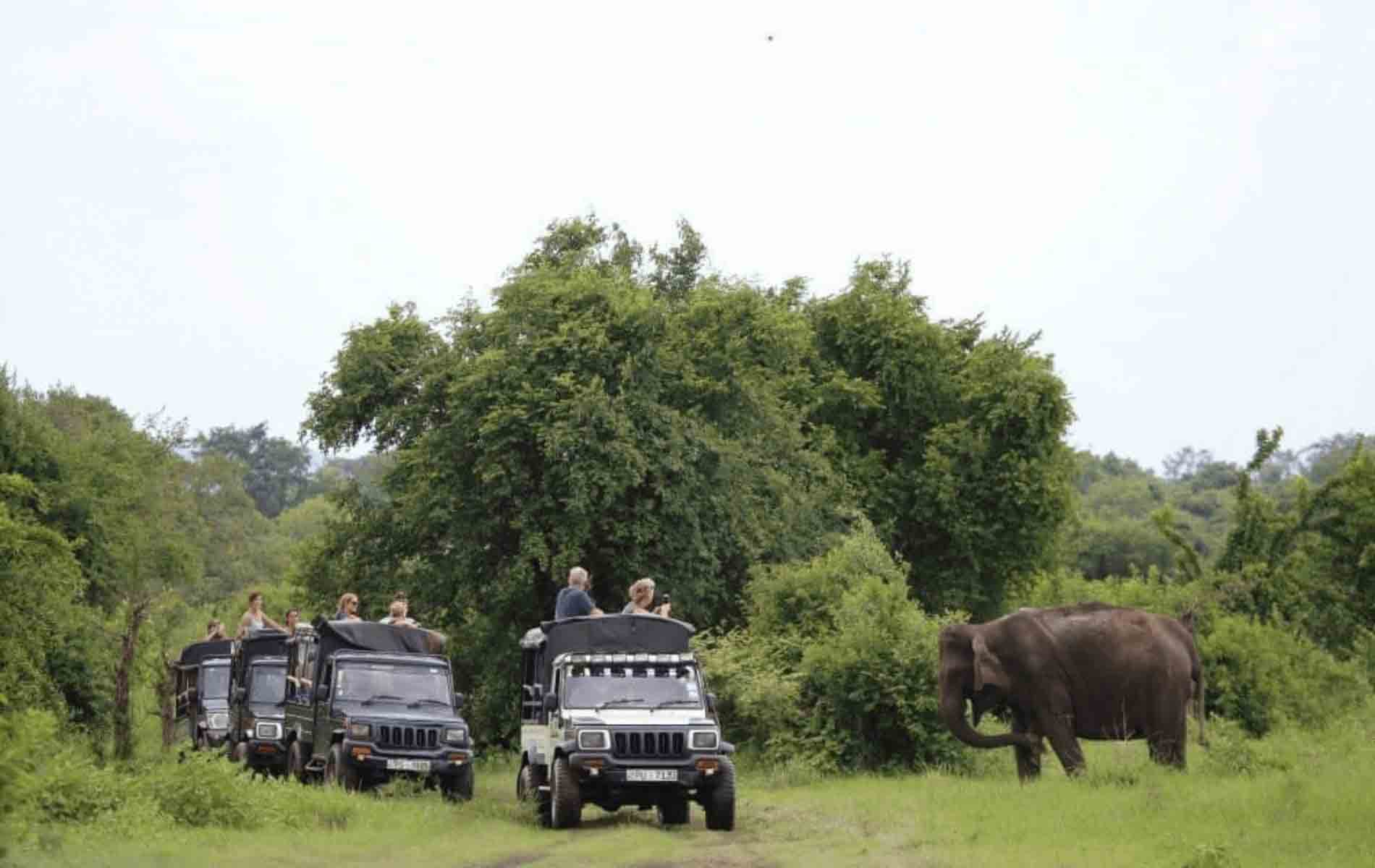Kaudulla Jeep Safari