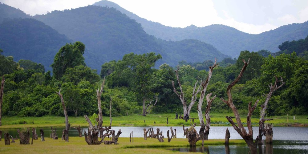 Explore Sri Lanka's top wildlife destinations!. Witness leopards, elephants, blue whales, and unique birds in their natural habitats.