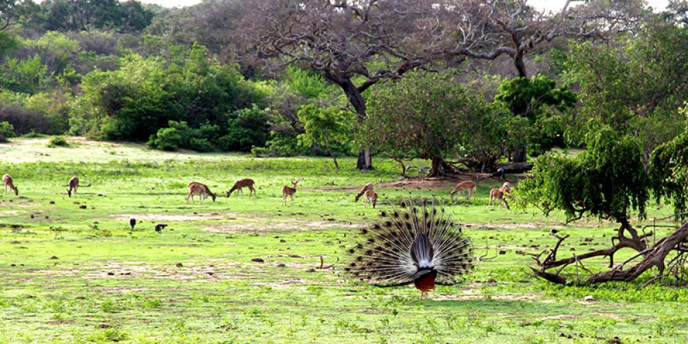 Explore Sri Lanka's top wildlife destinations!. Witness leopards, elephants, blue whales, and unique birds in their natural habitats.
