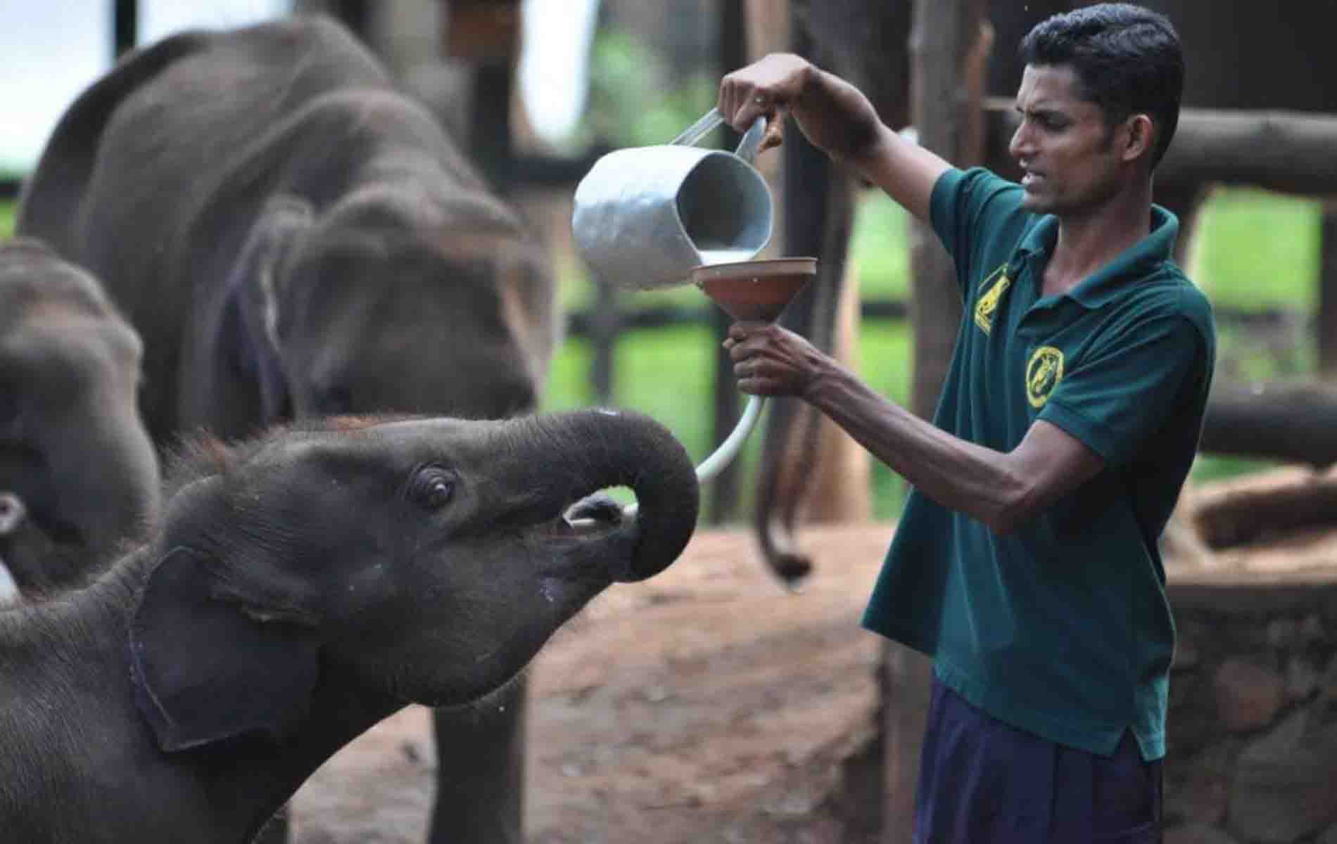 Visit the Udawalawe Elephant Transit Home