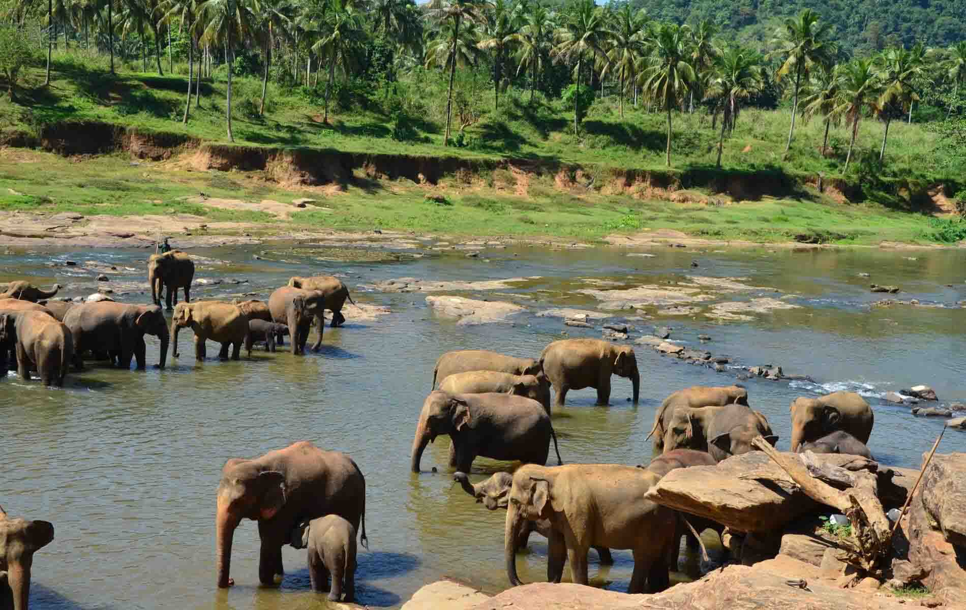 pinnawal elephant orphanage