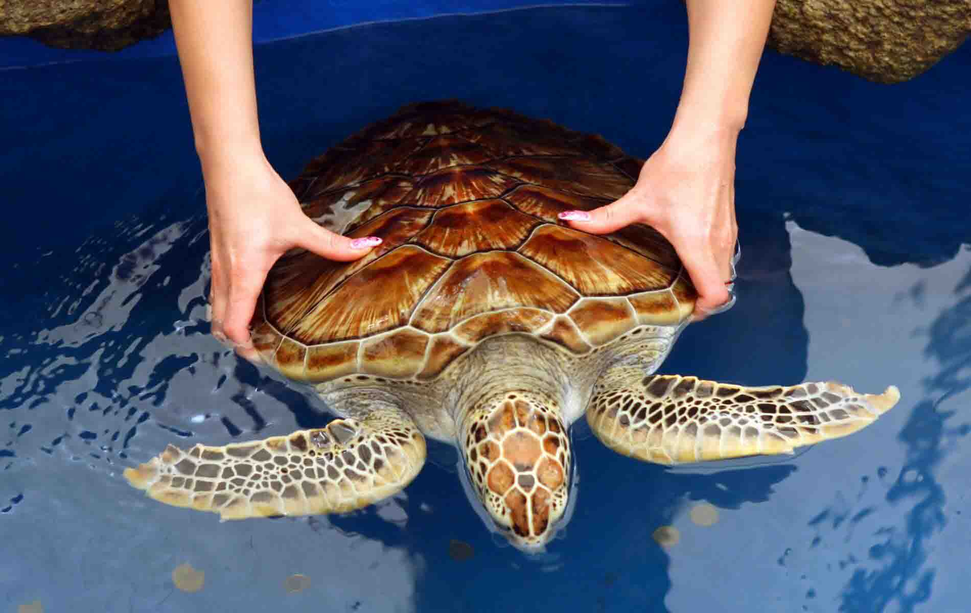 Sea Turtle Conservation Center