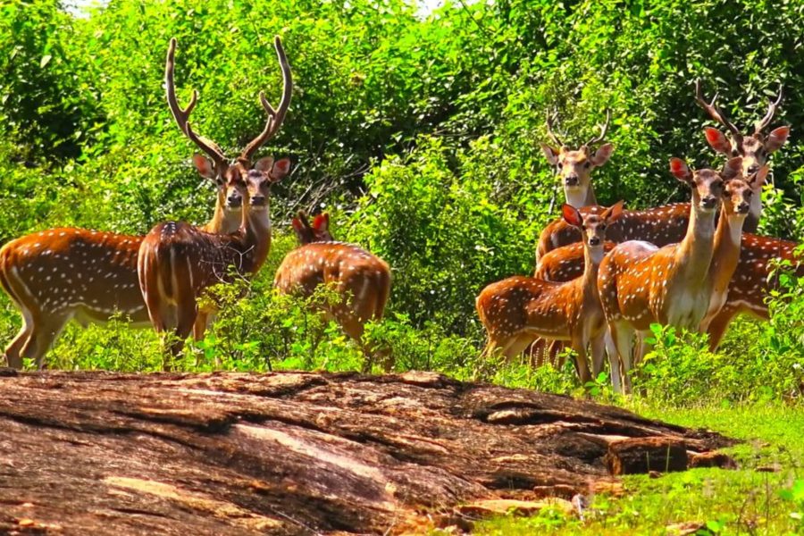 udawalawa-national-park-deer