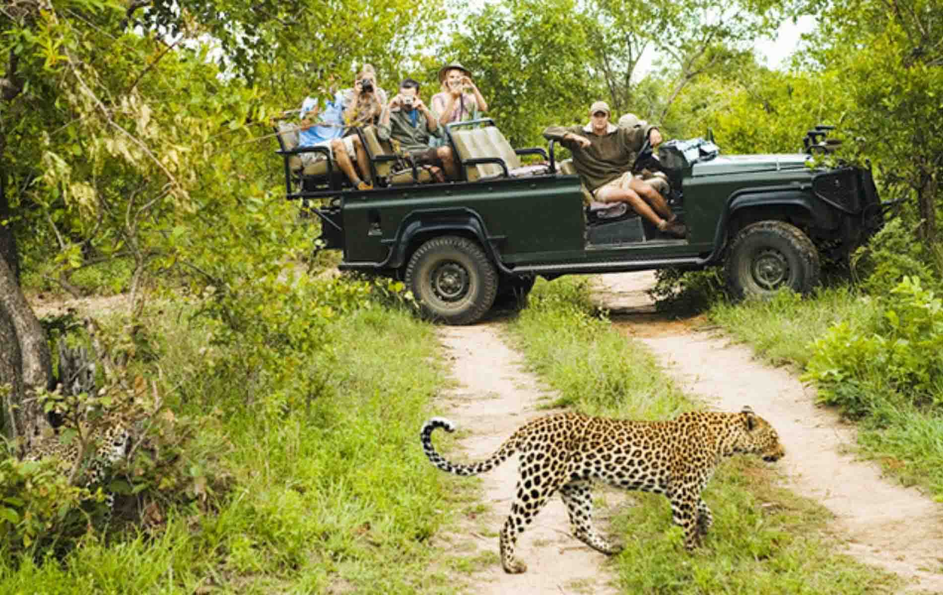 Afternoon Safari or Relaxation