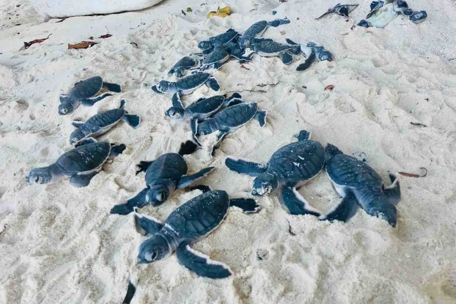 sea turtle hatchery