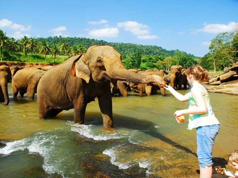 Pinnawala Day Tour elephants bathing in a river