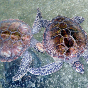 Turtle-Hatchery