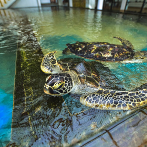 Turtle-Hatchery