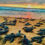 Turtle Hatchery