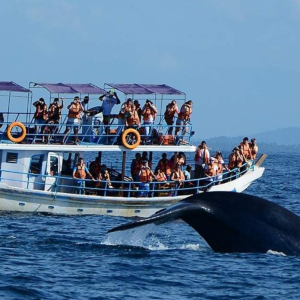 Whale watching-Mirissa