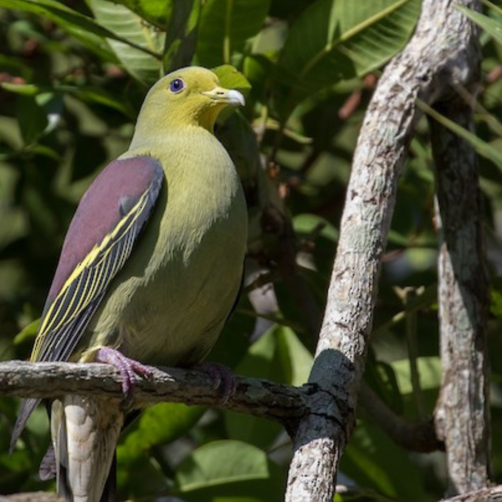 Sri Lankan Endemic Birds - Best Sri lanka Tours & Holidays 2023/24