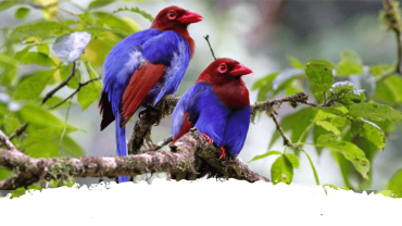 sri lankan endemic birds