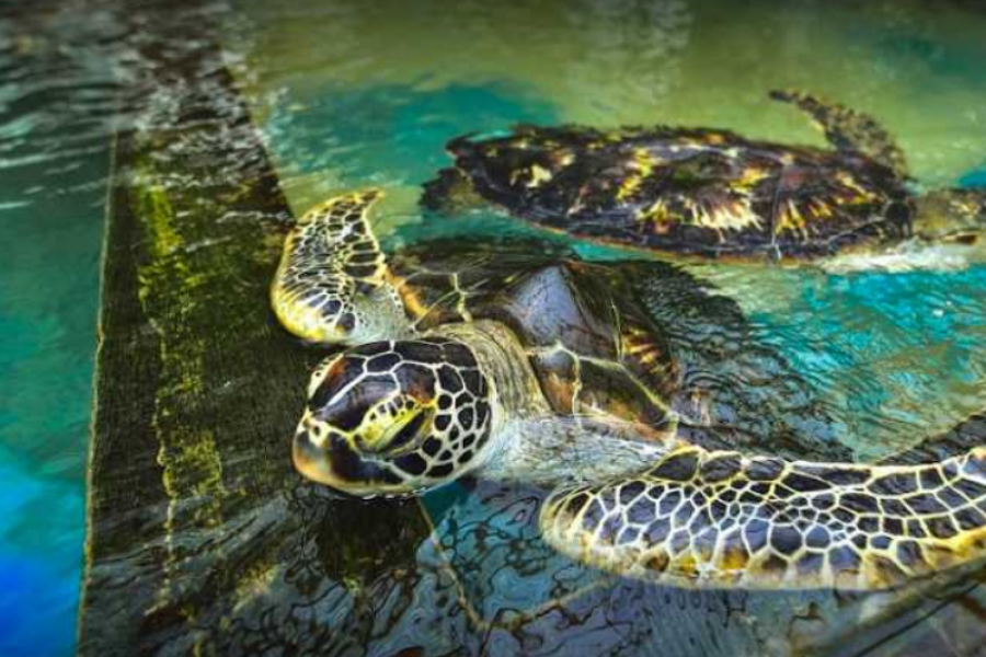 Turtle-Hatchery-Bentota