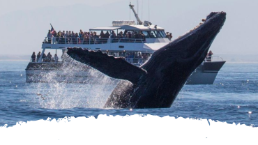 Whale watching in Sri Lanka