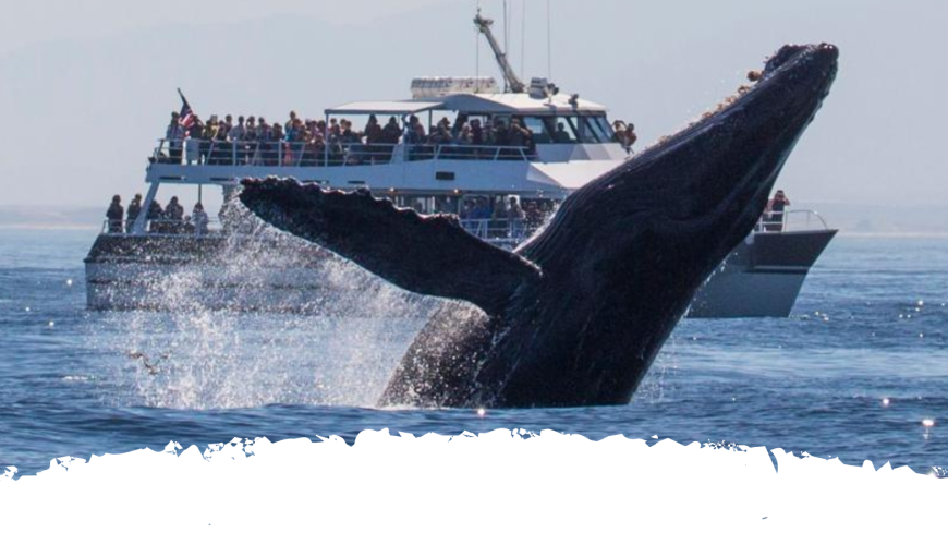 Whale watching in Sri Lanka