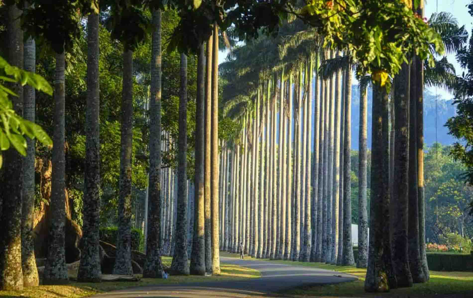 peradeniya botanical gardens