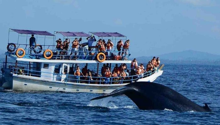 Whale-and-Dolphin Watchingin-Mirissa