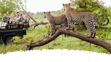 yala national park