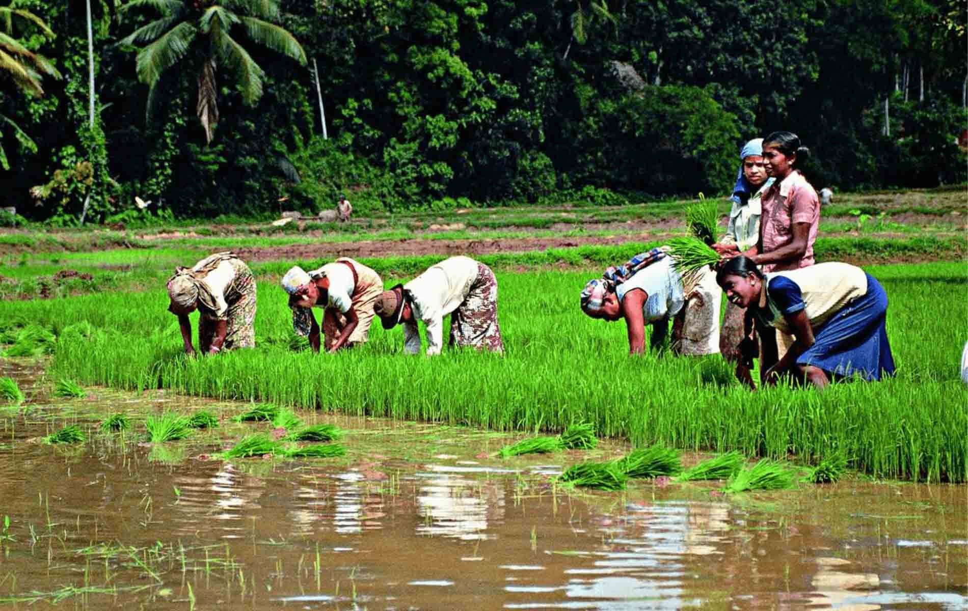 Agriculture industry in Sri Lanka
