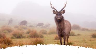 Horton plains national park