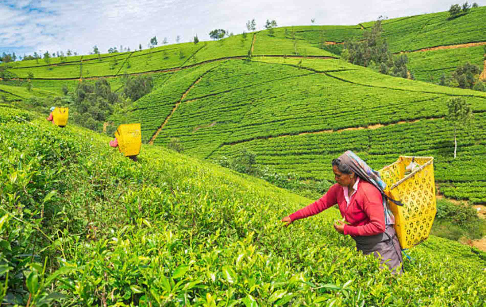 Kandy to Nuwara Eliya / Bhaktha Hanuman Temple