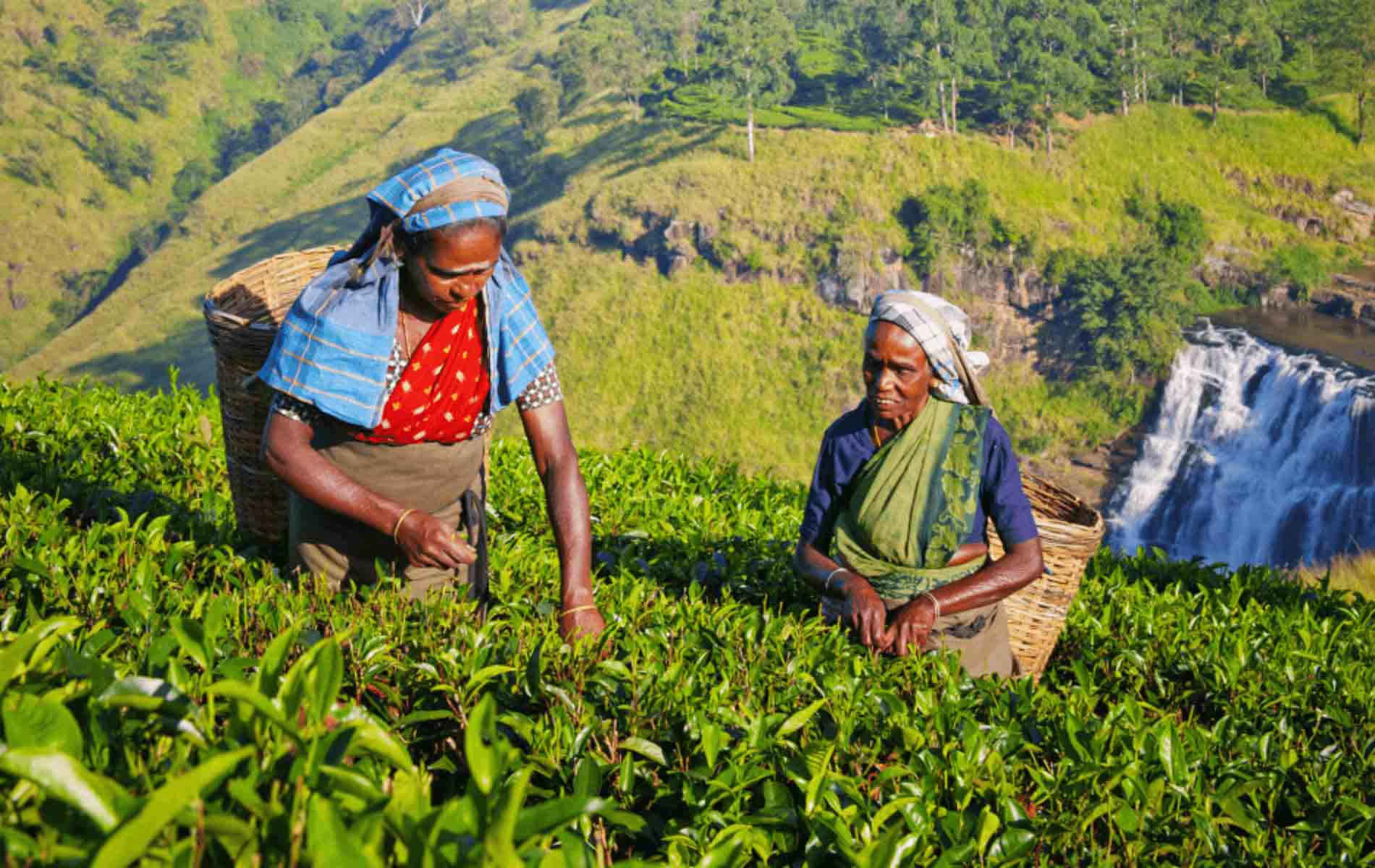Tea industry in Sri Lanka