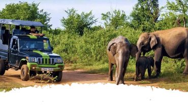 The Jeep safari in Sri Lanka