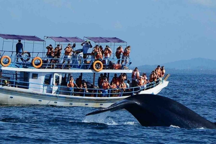 Mirissa Whale Watching