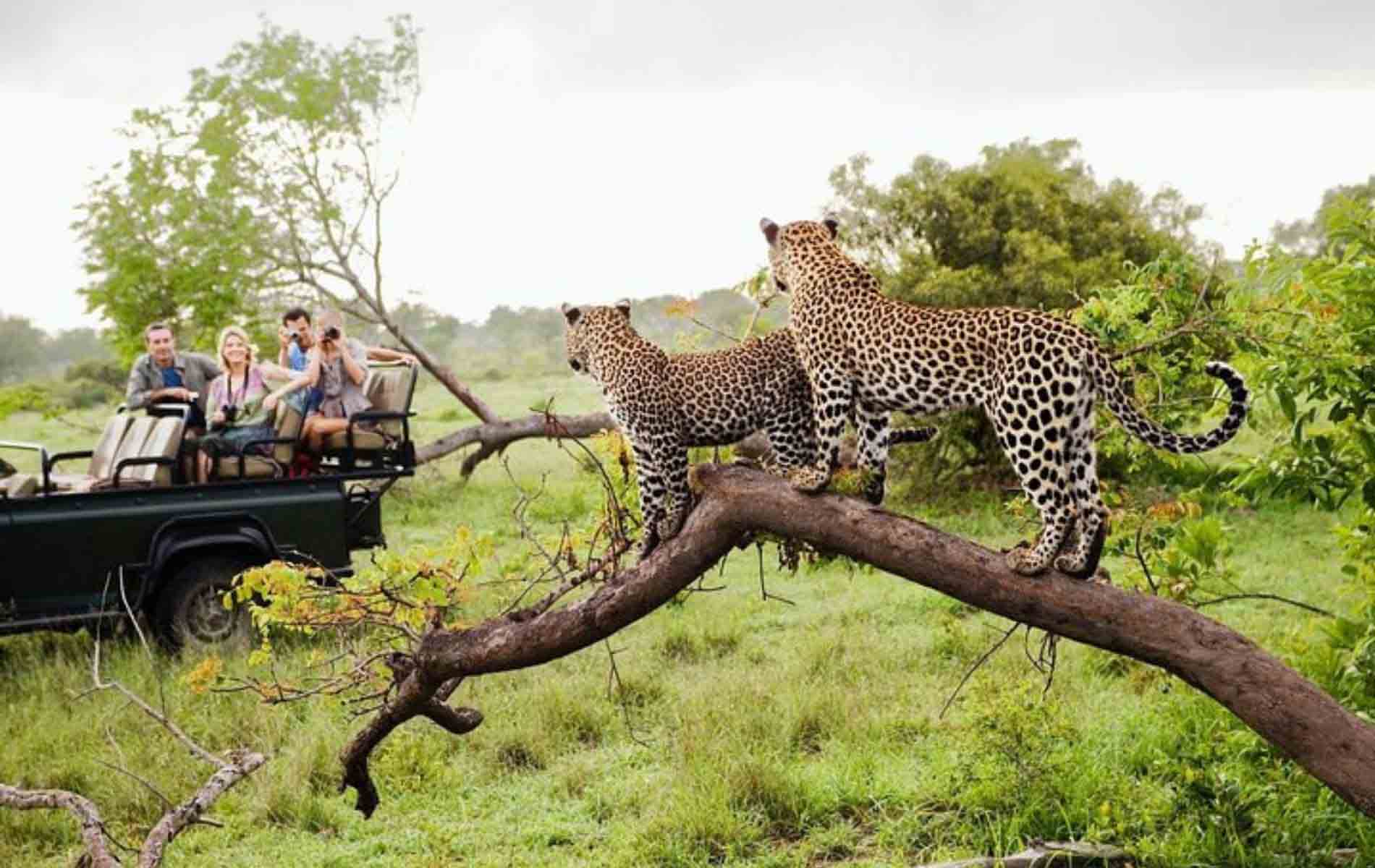 Yala Safari Day Tour