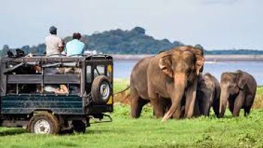 Discover Sri Lanka’s Top Wildlife Destinations