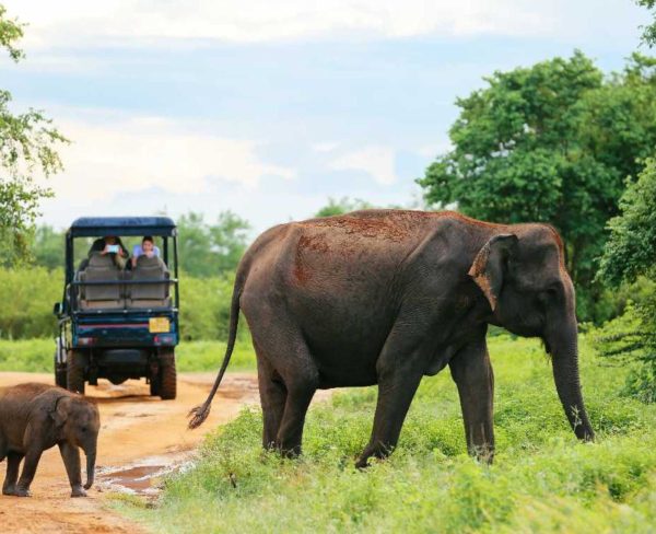 Arrive at Udawalawe National Park